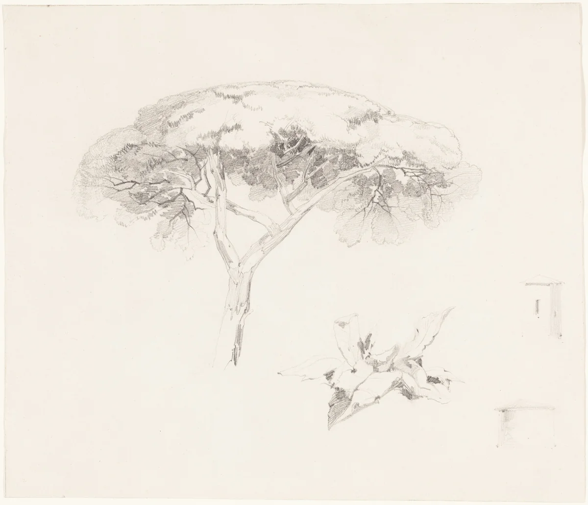 Umbrella Pine and Other Studies by Edward Lear, drawing, 1839-1845