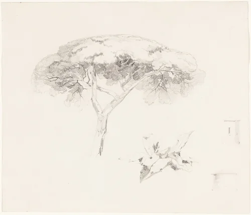Umbrella Pine and Other Studies by Edward Lear, drawing, 1839-1845