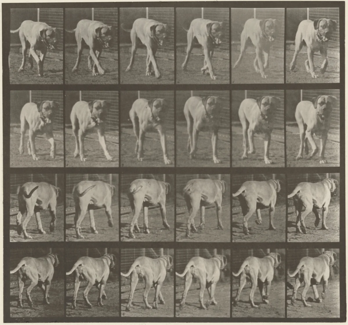 Plate Number 705. Dog; trotting; mastiff, Dread by Eadweard Muybridge, photograph, 1887