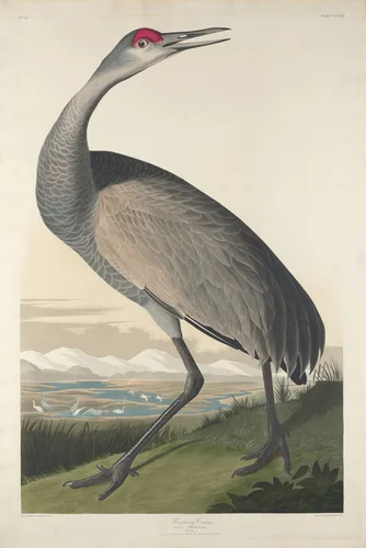 Hooping Crane by Robert Havell, Jr.; John James Audubon, print, 1835