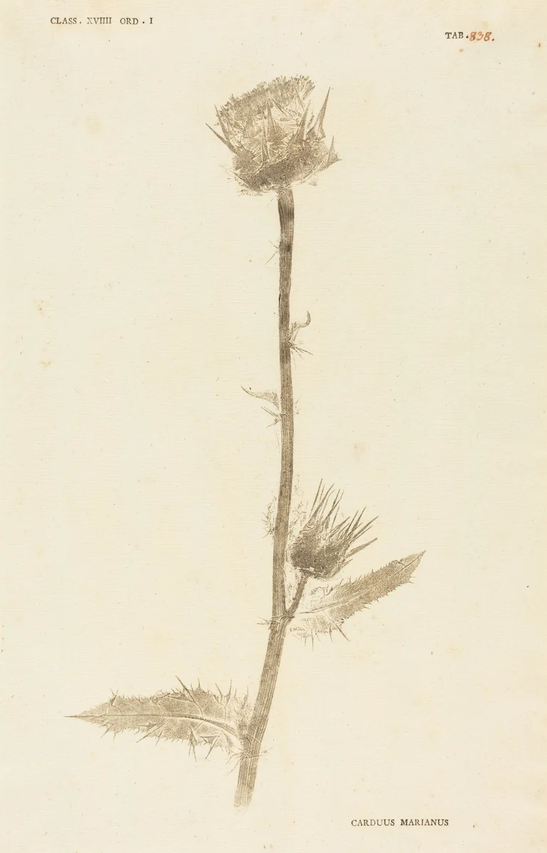 Carduus Maarianus by Johann Hieronymus Kniphof, print, 1757-1764