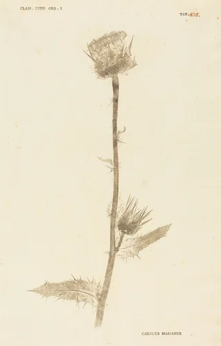 Carduus Maarianus by Johann Hieronymus Kniphof, print, 1757-1764