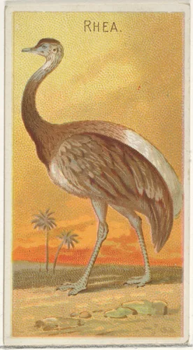 Rhea, from the Birds of the Tropics series (N5) for Allen & Ginter Cigarettes Brands by Allen & Ginter, print, 1889