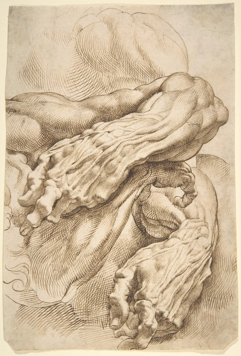 Anatomical Studies: a left forearm in two positions and a right forearm by Peter Paul Rubens, drawing, 1595-1605
