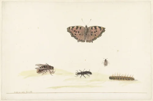 Studieblad met verschillende insecten by Rochus van Veen, drawing, 1680