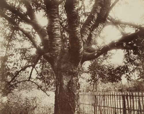 Cerisier by Eugène Atget, photograph, 1919