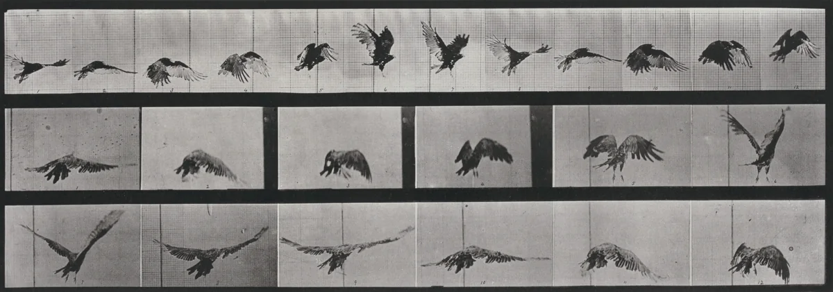 Plate Number 768. Vulture flying by Eadweard Muybridge, photograph, 1887