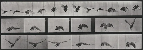 Plate Number 768. Vulture flying by Eadweard Muybridge, photograph, 1887