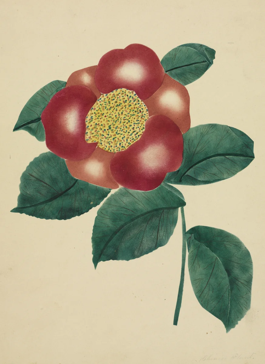 Chinese Flower by Mary Altha Nims, drawing, 1840-1899