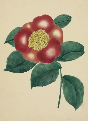 Chinese Flower by Mary Altha Nims, drawing, 1840-1899