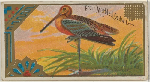 Great Marbled Godwit, from the Game Birds series (N13) for Allen & Ginter Cigarettes Brands by Allen & Ginter, print, 1889