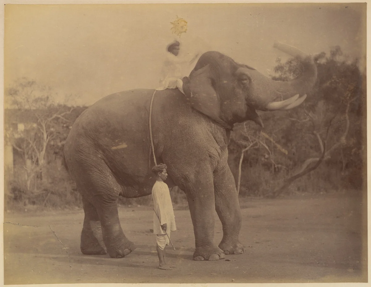 The Great Elephant Saluting by Lala Deen Dayal, photograph, 1885-1900