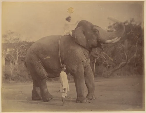 The Great Elephant Saluting by Lala Deen Dayal, photograph, 1885-1900
