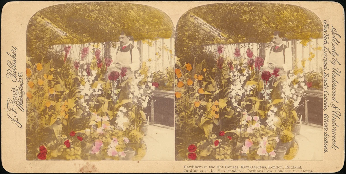 [Pair of Stereograph Views of the Royal Botanic Gardens, Kew Gardens, London, England] by J. F. Jarvis, photograph, 1850-1919