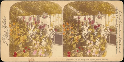 [Pair of Stereograph Views of the Royal Botanic Gardens, Kew Gardens, London, England] by J. F. Jarvis, photograph, 1850-1919