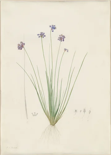 Sowerbaea juncea by Pierre Joseph Redouté, drawing, 1802-1816