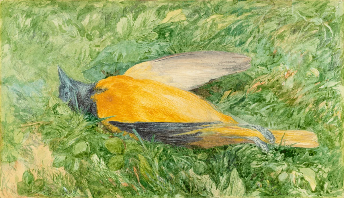 Golden Robin (Northern Oriole) by John Henry Hill, drawing, 1866