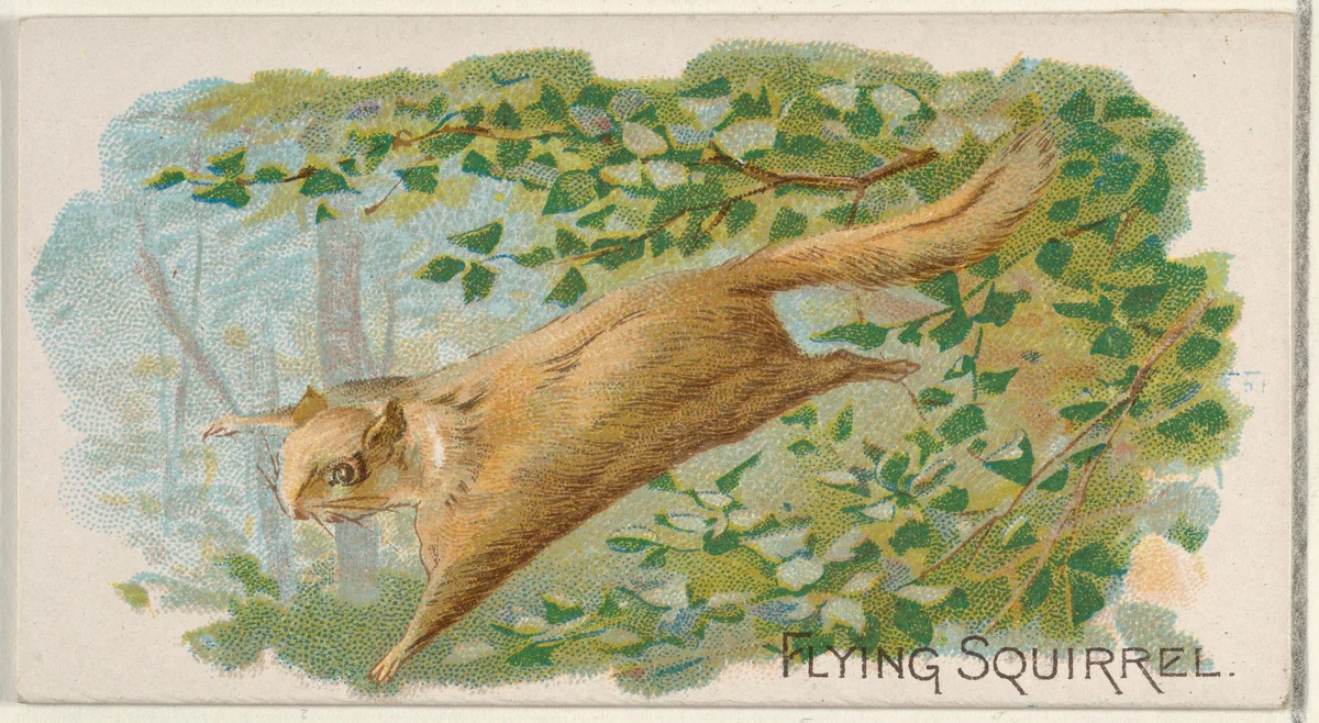 Flying Squirrel, from the Quadrupeds series (N21) for Allen & Ginter Cigarettes by Allen & Ginter, print, 1890