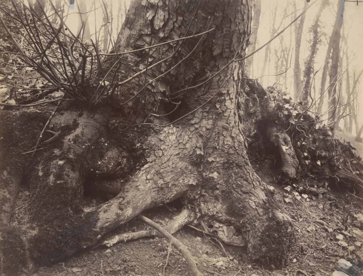 Saint-Cloud by Eugène Atget, photograph, 1924