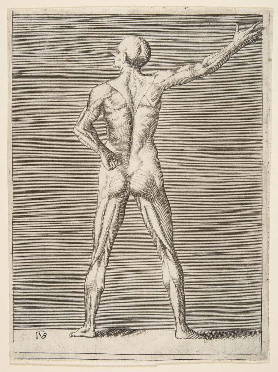 Flayed man seen from the back, his right arm extended by Giulio Bonasone, print, 1526-1536