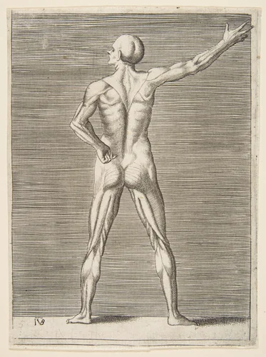 Flayed man seen from the back, his right arm extended by Giulio Bonasone, print, 1526-1536