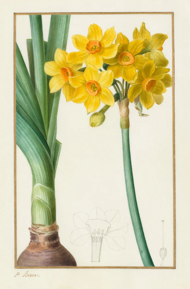 Polyanthus or Cluster Narcissus (Botanical: Narcissus tazetta) by Pancrace Bessa, drawing, 1836