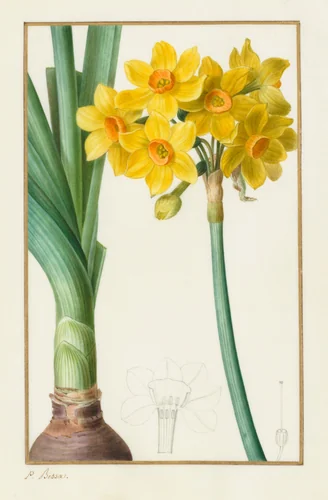 Polyanthus or Cluster Narcissus (Botanical: Narcissus tazetta) by Pancrace Bessa, drawing, 1836