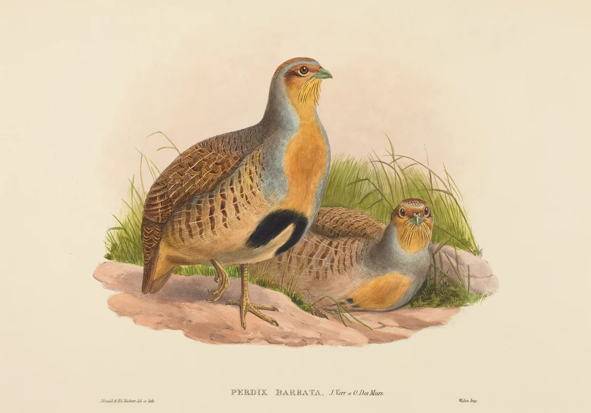 Perdix barbata (Daurian Partridge) by John Gould, print, 1804-1881