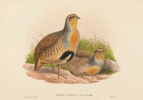 Perdix barbata (Daurian Partridge) by John Gould, print, 1804-1881