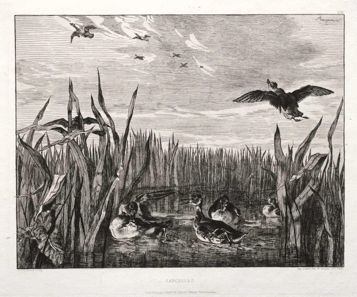 Teals by Félix Bracquemond, print, 1853