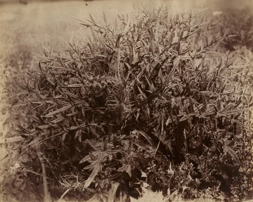 Chardons by Eugène Atget, photograph, 1900