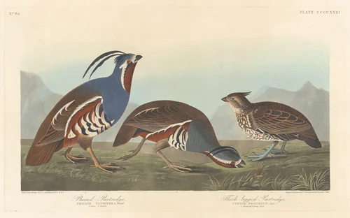 Plumed Partridge and Thick-legged Partridge by Robert Havell, Jr.; John James Audubon, print, 1838