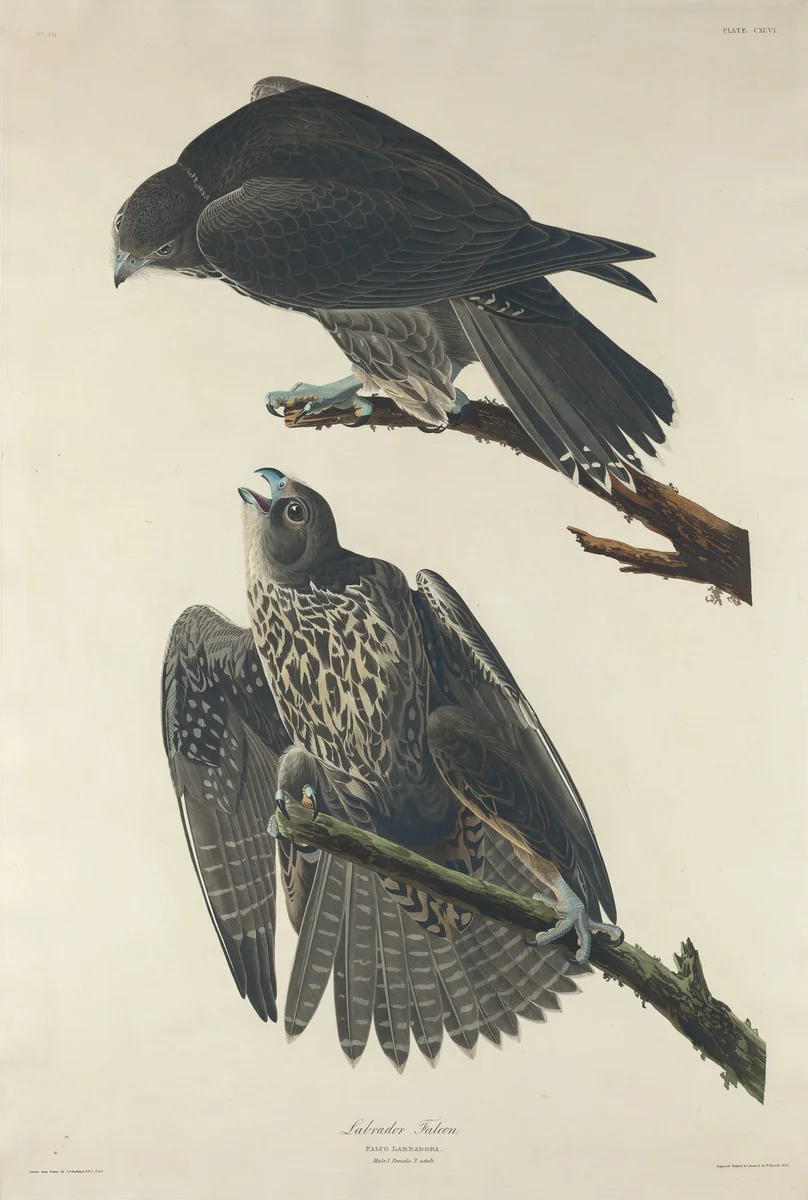 Labrador Falcon by Robert Havell, Jr.; John James Audubon, print, 1834