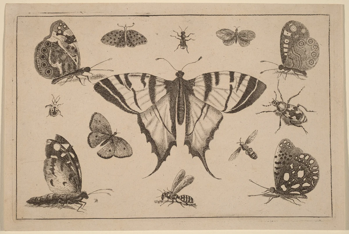 Swallow-tailed Butterfly and Twelve Other Insects by Wenceslaus Hollar, print, 1644-1652