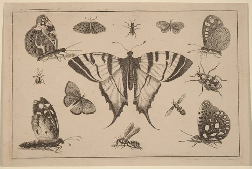 Swallow-tailed Butterfly and Twelve Other Insects by Wenceslaus Hollar, print, 1644-1652