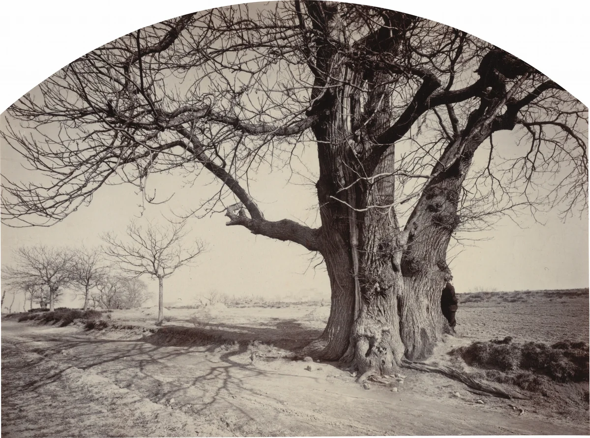 Grand Châtaignier au Bord d'un Chemin (Large Chestnut Tree on the Side of a Road) by Felix Thiollier, photograph, 1870-1880