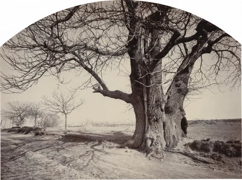 Grand Châtaignier au Bord d'un Chemin (Large Chestnut Tree on the Side of a Road) by Felix Thiollier, photograph, 1870-1880