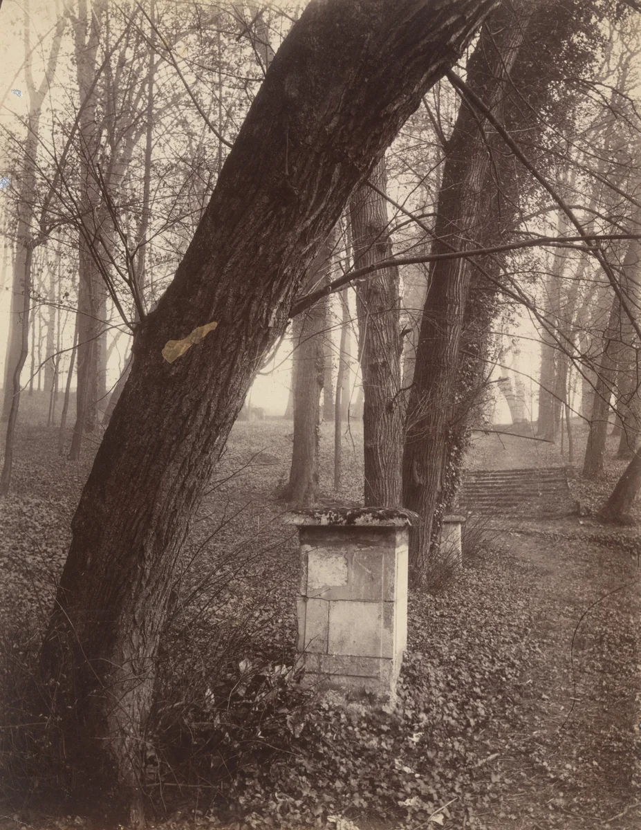 Saint-Cloud by Eugène Atget, photograph, 1924