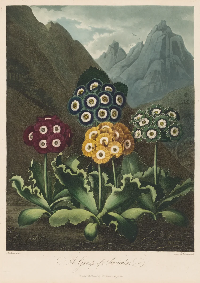 The Temple of Flora, or Garden of Nature: A Group of Auriculas by Robert John Thornton, print, 1803