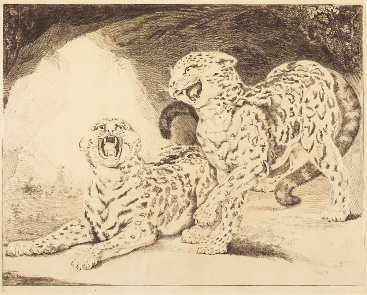 Leopards by Samuel William Reynolds I; James Northcote, print, 1798