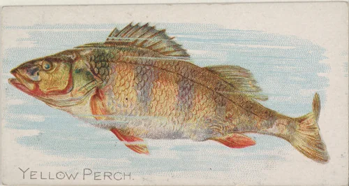 Yellow Perch, from the Fish from American Waters series (N8) for Allen & Ginter Cigarettes Brands by Allen & Ginter, print, 1889