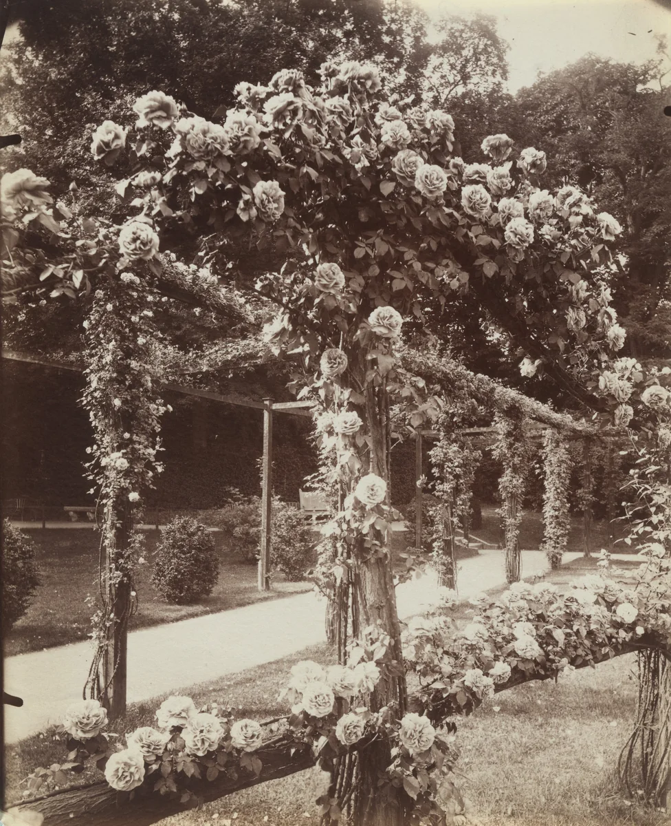 Roses, Parc de Bagatelle by Eugène Atget, photograph, 1921