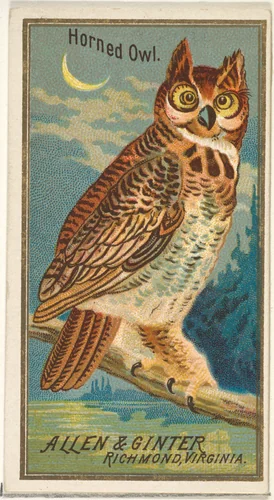 Horned Owl, from the Birds of America series (N4) for Allen & Ginter Cigarettes Brands by Allen & Ginter, print, 1888