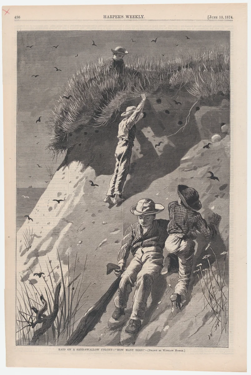 Raid on a Sand-swallow Colony – "How Many Eggs?" (from "Harper's Weekly," Vol. XVIII) by Winslow Homer, print, 1874