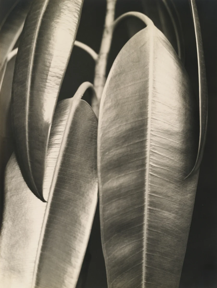 Ficus elastica by Aenne Biermann, photograph, 1926