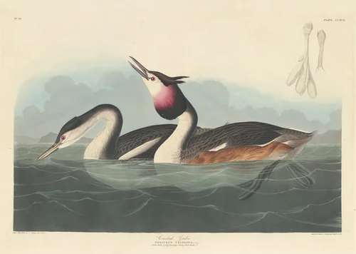 Crested Grebe by Robert Havell, Jr.; John James Audubon, print, 1836