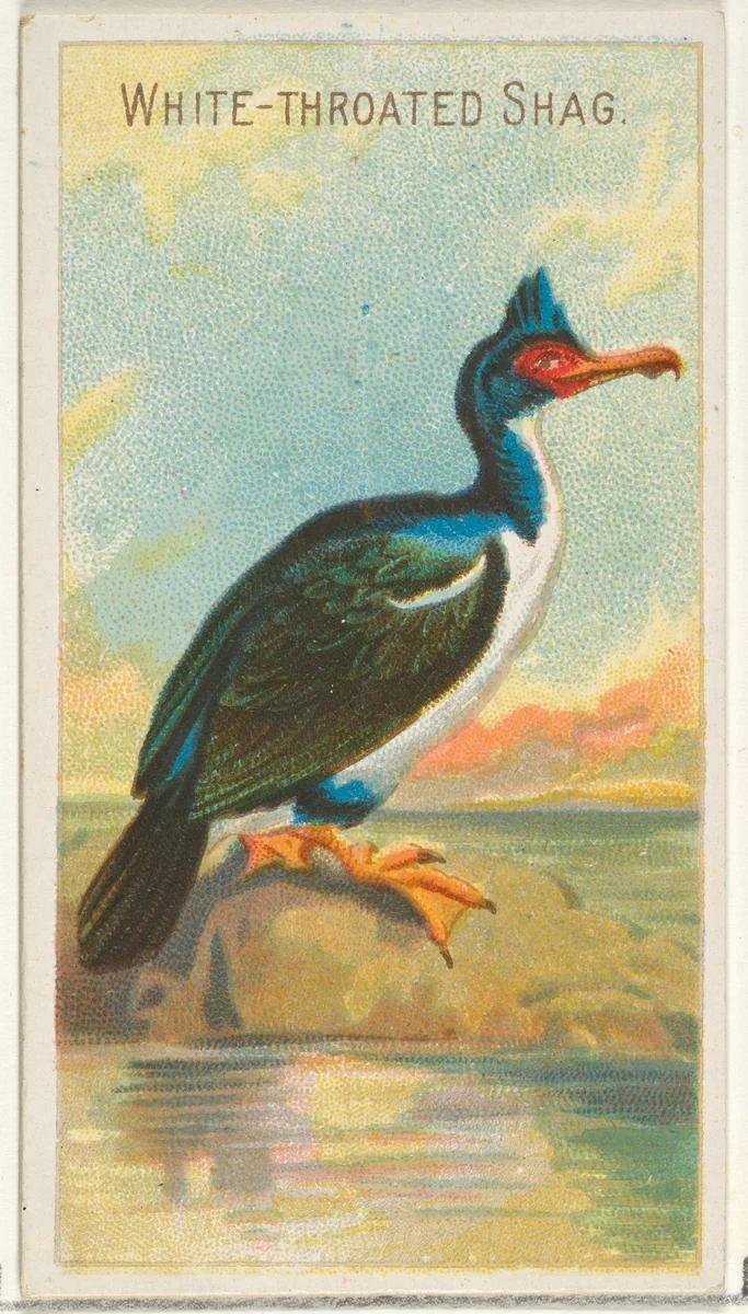 White-Throated Shag, from the Birds of the Tropics series (N5) for Allen & Ginter Cigarettes Brands by Allen & Ginter, print, 1889