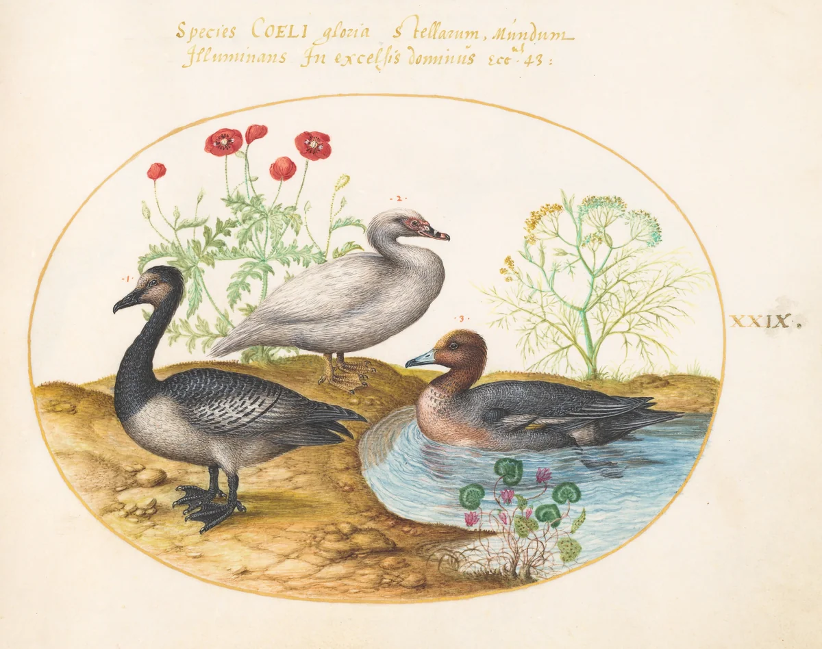 Plate 29: Geese with Poppies and a Cyclamen by Joris Hoefnagel, drawing, 1570-1599