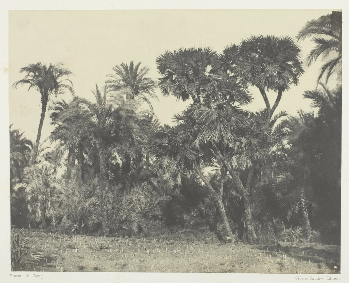 Bois de Dattiers et de Palmiers Doums, Haute-Egypte, plate 23 from the album "Egypte, Nubie, Palestine et Syrie" (1852) by Maxime Du Camp, photograph, 1849-1851