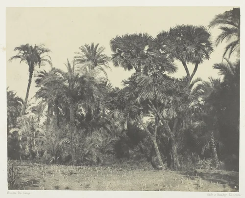 Bois de Dattiers et de Palmiers Doums, Haute-Egypte, plate 23 from the album "Egypte, Nubie, Palestine et Syrie" (1852) by Maxime Du Camp, photograph, 1849-1851